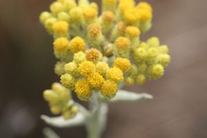 Sand-Strohblume