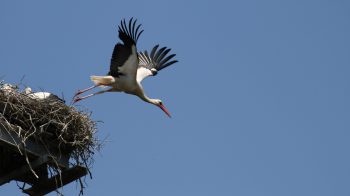 Storch fliegt vom Nest ab